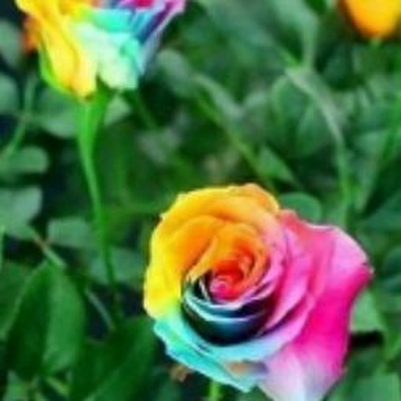 Meet your Posher, Bria - Picture 1 of 1